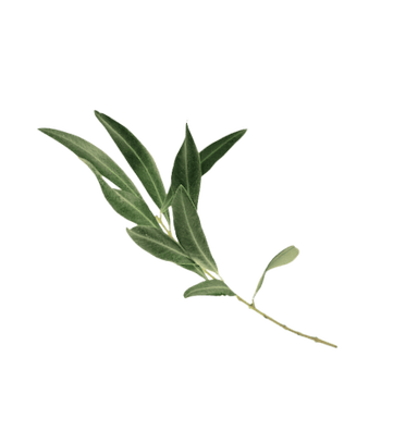 olive leaf