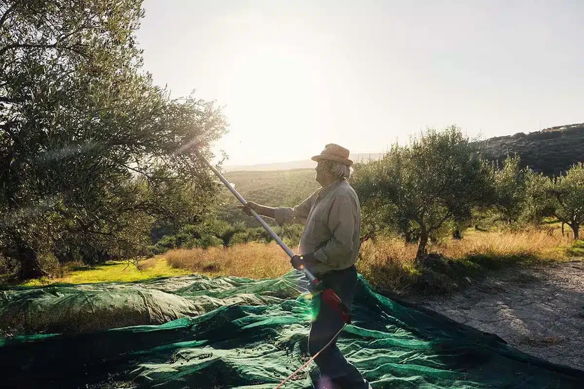 Wat is een goede biologische olijfolie?